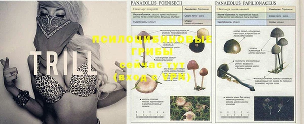 PSILOCYBIN Верея